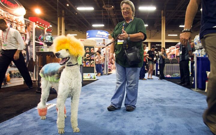 A creatively groomed poodle and handler walk the SUPERZOO show floor