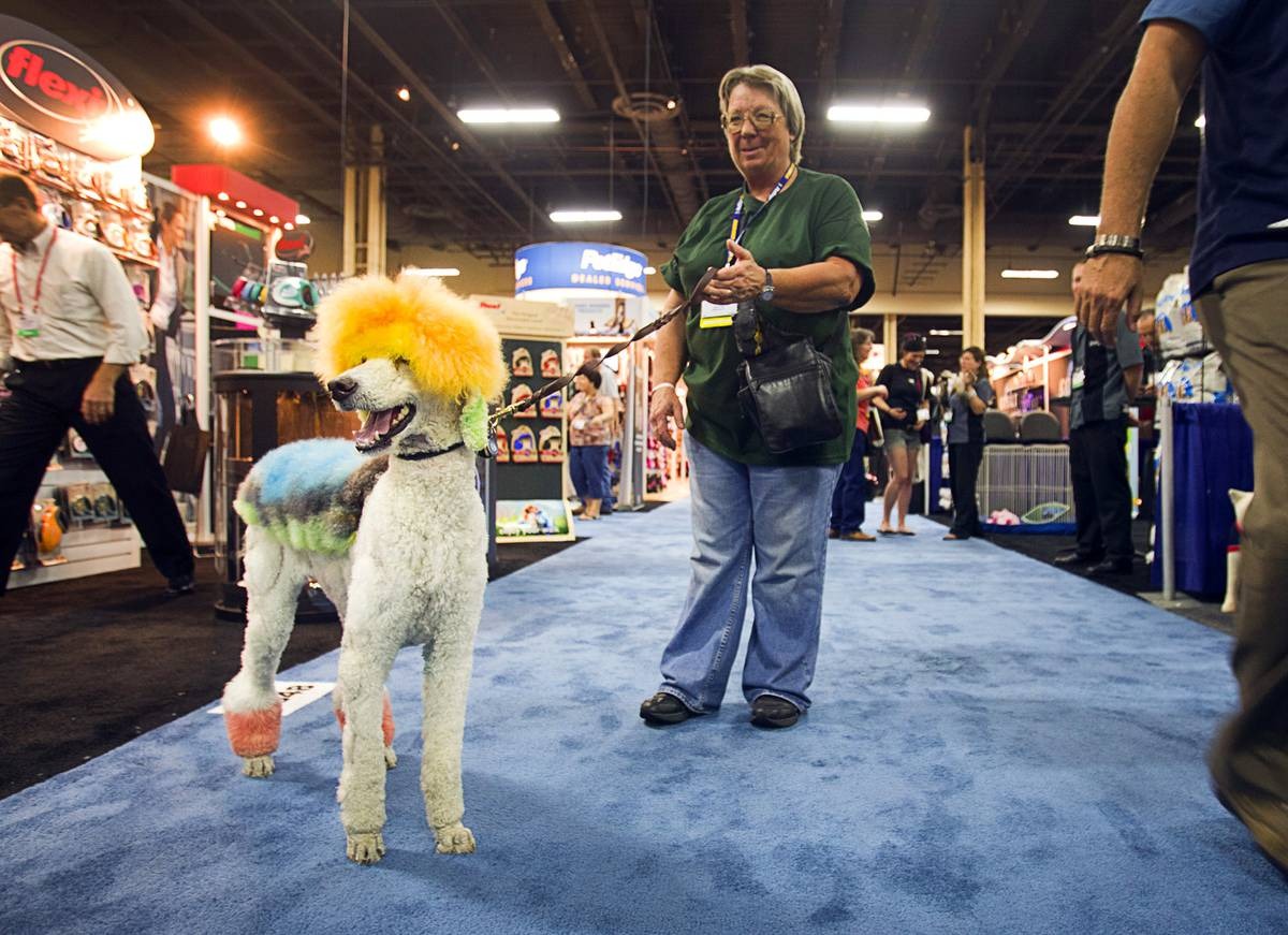 A creatively groomed poodle and handler walk the SUPERZOO show floor