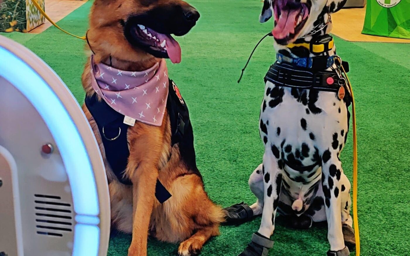 Two dogs interact with a technology-enabled photo experience on the SUPERZOO floor